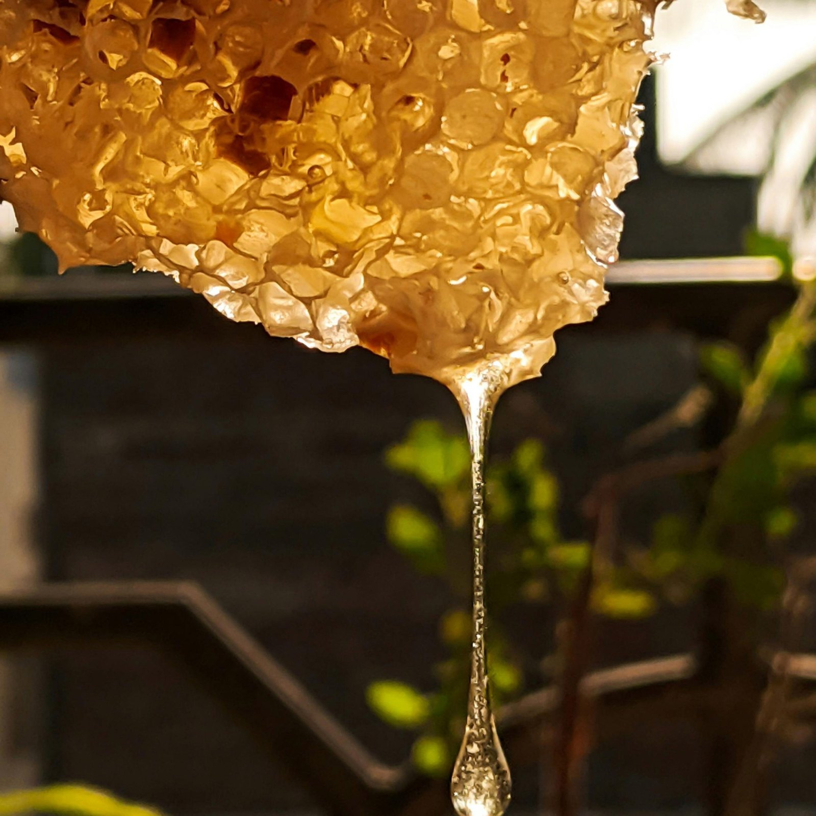 Honeytrap - 15ml — Gallery 1